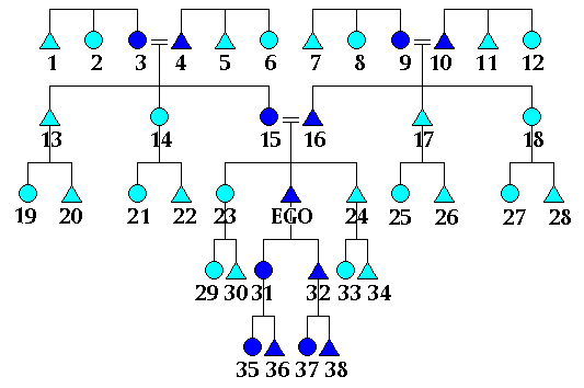 Figure 3: lineal vs 
collateral kin