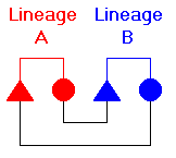 Figure 63: 
Bilateral Cross Cousin Marriage, Stage 1