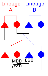 Figure 63: Bilateral Cross 
Cousin Marriage, Stage 2