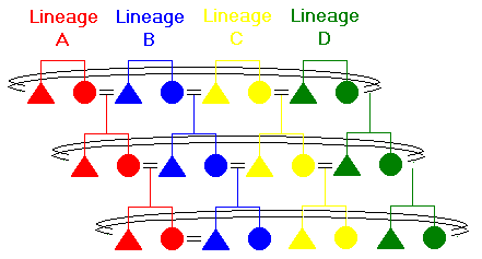 Figure 66: Matrilateral Cross 
Cousin Marriage in a Matrilineal System 